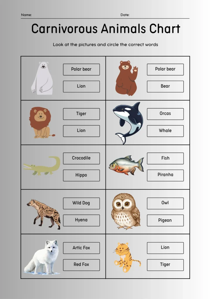carnivorous animals chart 