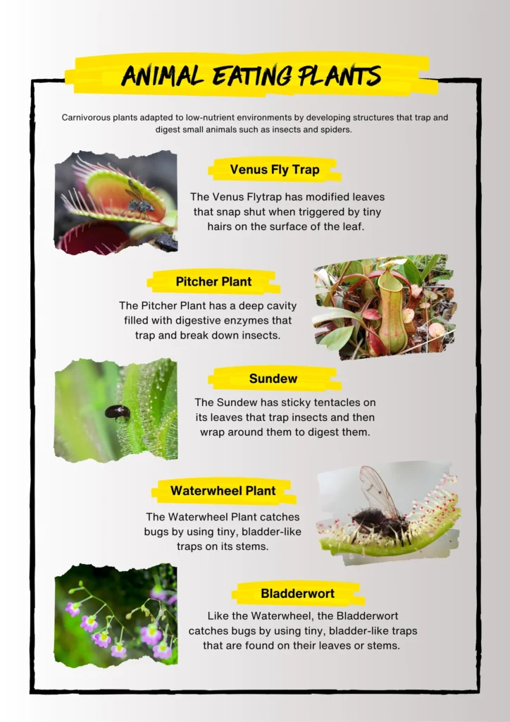 carnivorous plants 