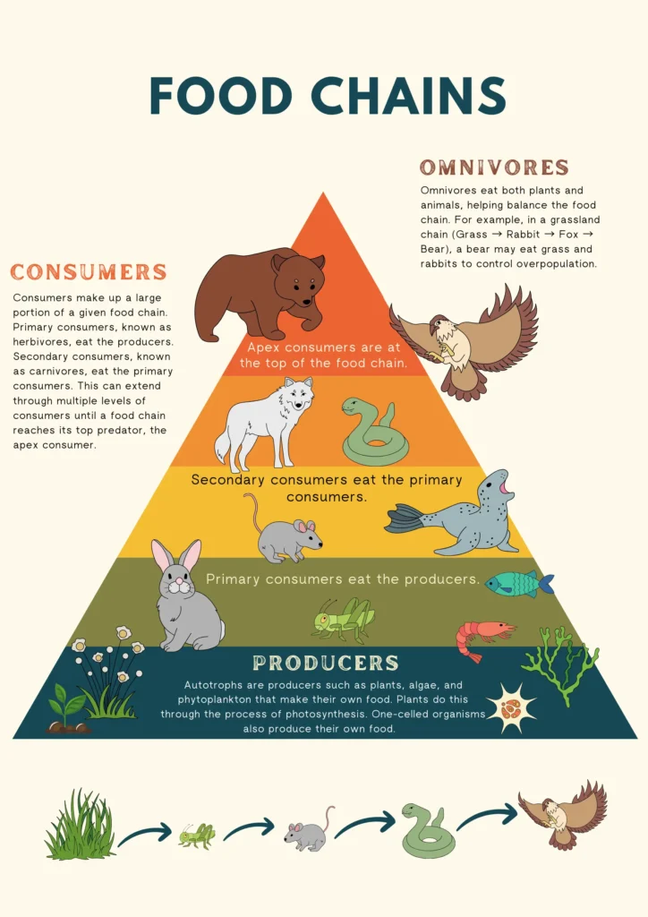 food chain omnivore