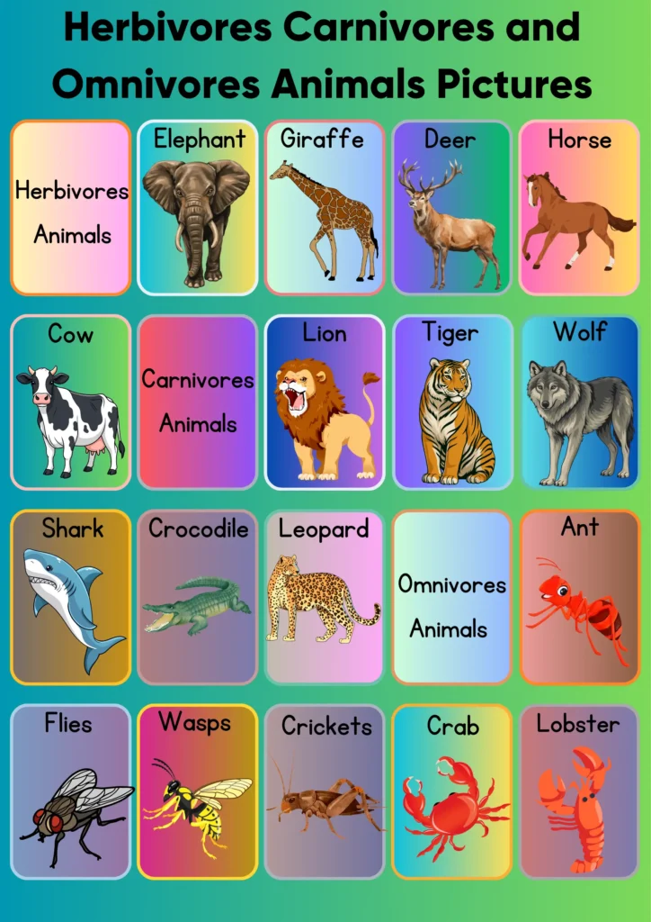 herbivores carnivores and omnivores animals pictures 