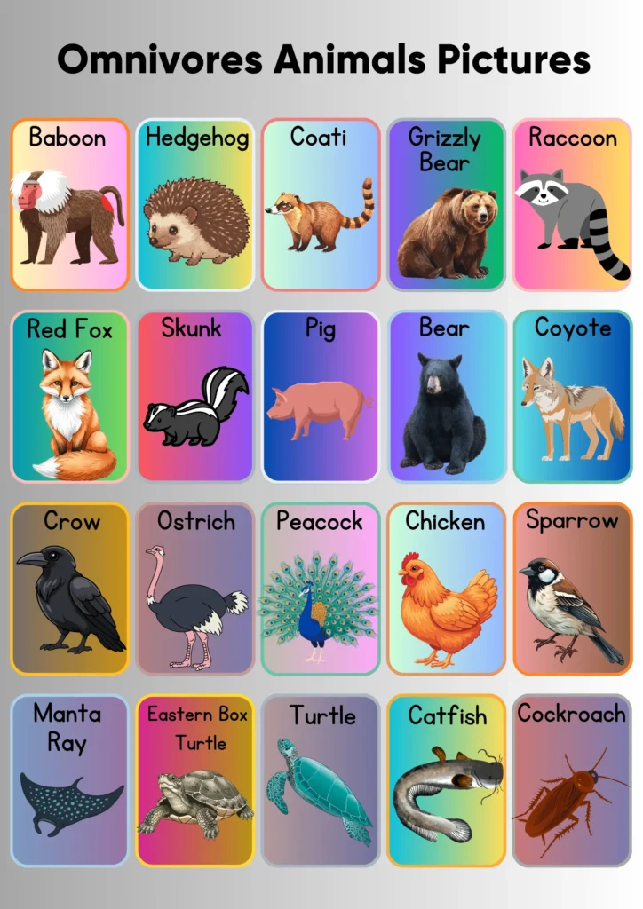 omnivores animals pictures