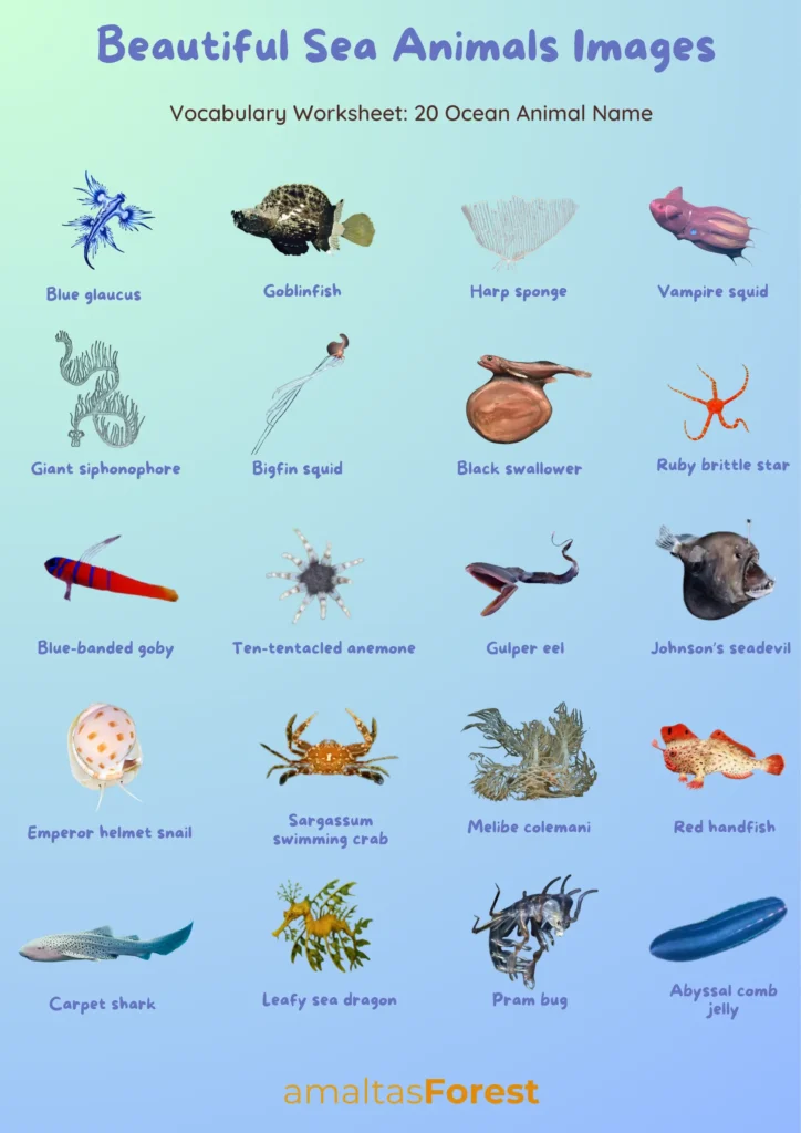 beautiful sea animals images