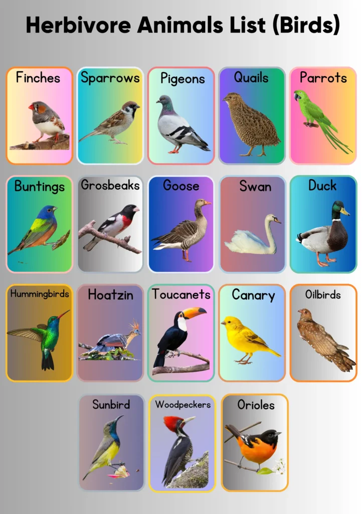 Herbivorous Animals Names | Meaning and Pictures herbivore animals list (birds)