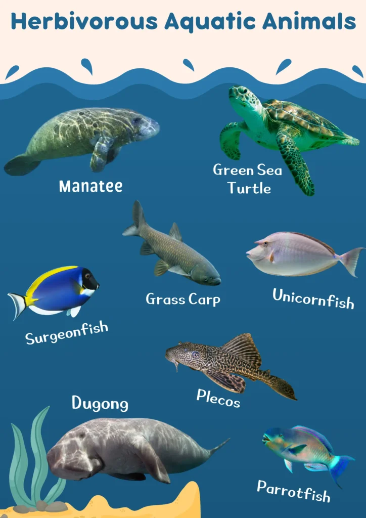 Herbivorous Animals Names | Meaning and Pictures herbivorous aquatic animals