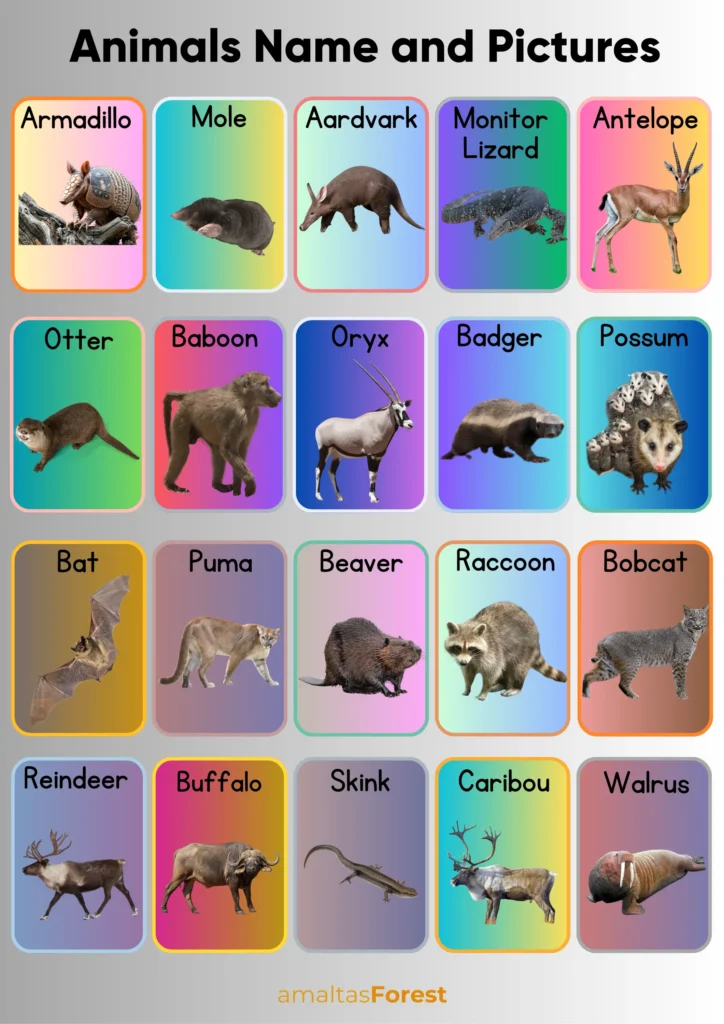 animals name and pictures 