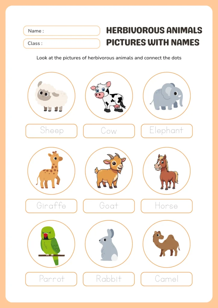 Herbivorous Animals Names | Meaning and Pictures herbivorous animals pictures with names