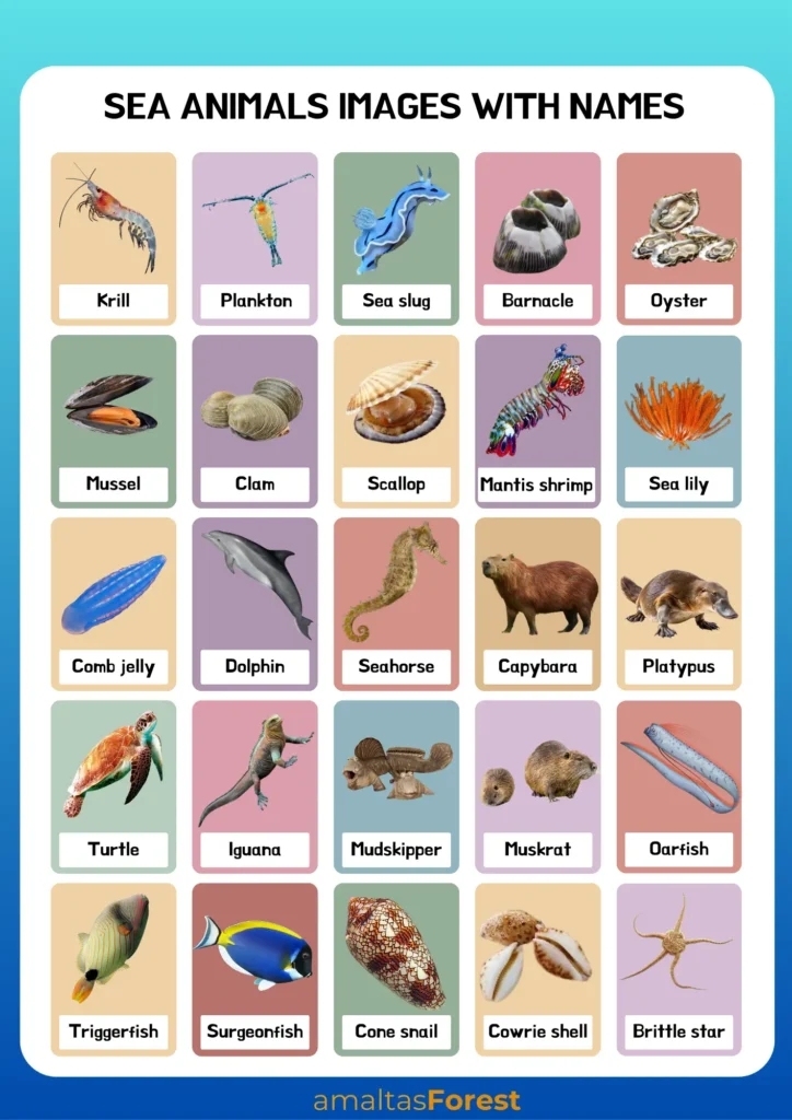 sea animals images with names 