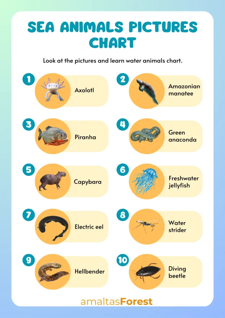 sea animals pictures chart