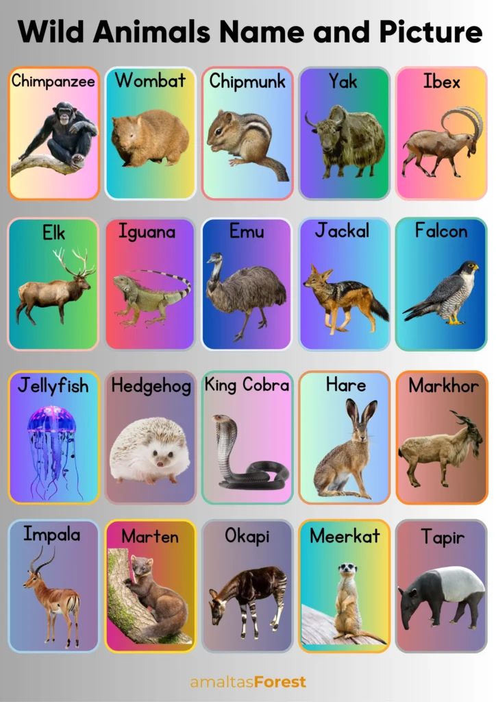 wild animals name and picture 