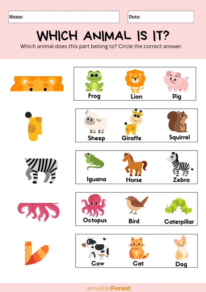 animals images and names