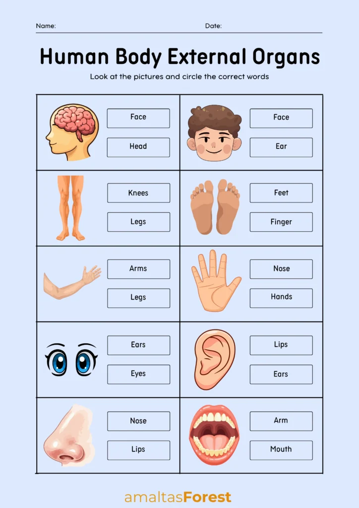 external parts of the body picture