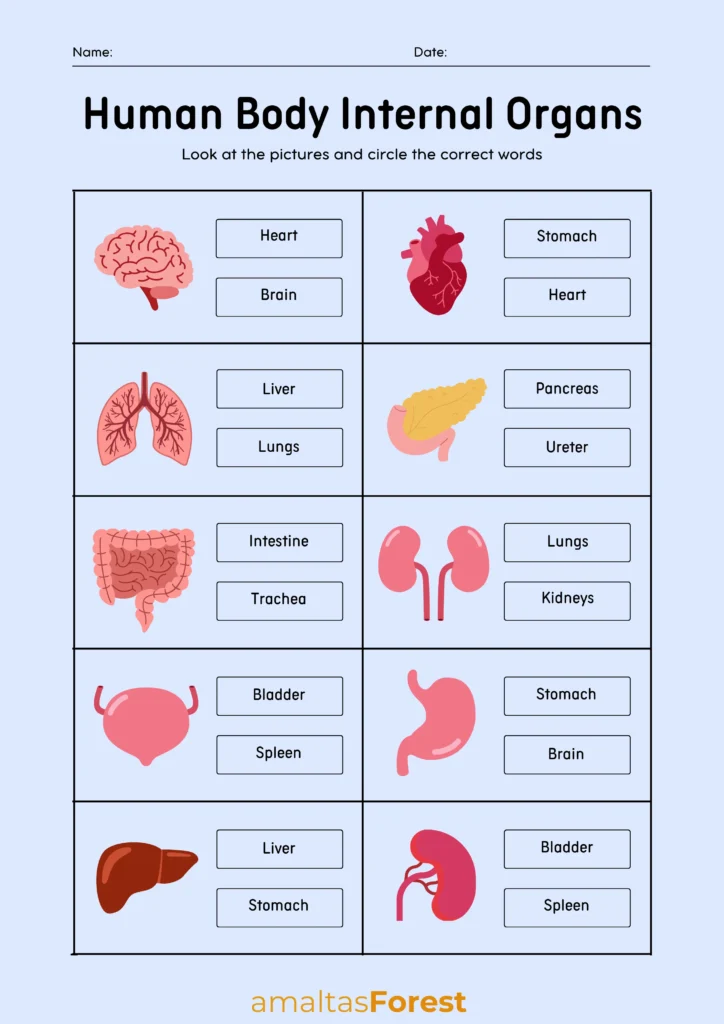 internal parts of the body picture