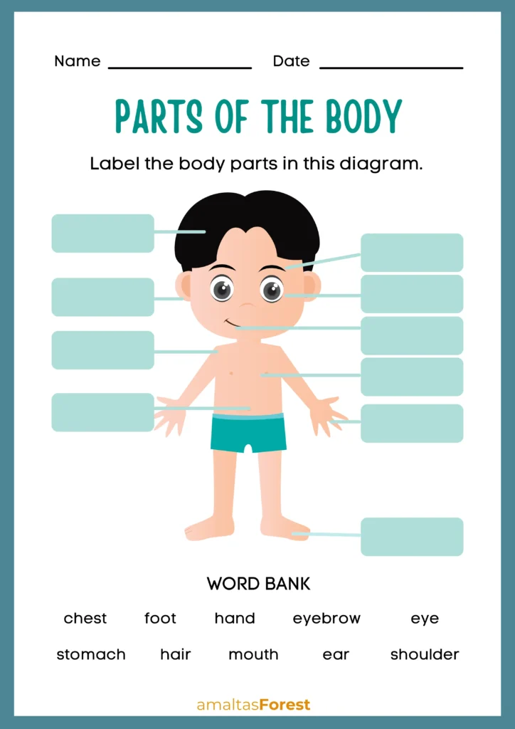 male body parts name with image