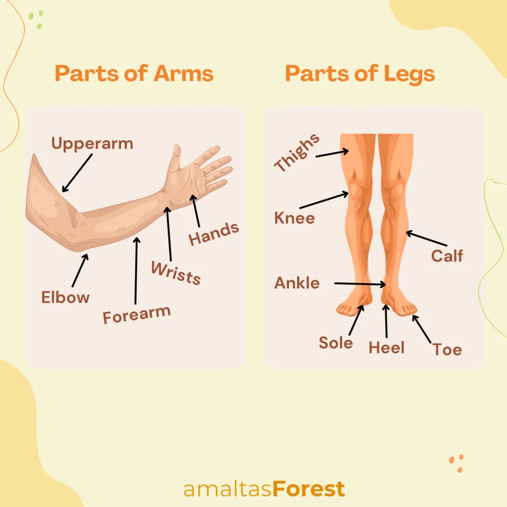 parts of arms and legs