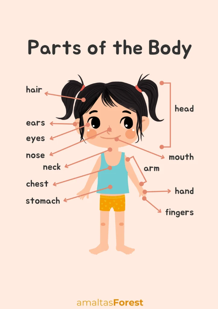 the torso parts of the body