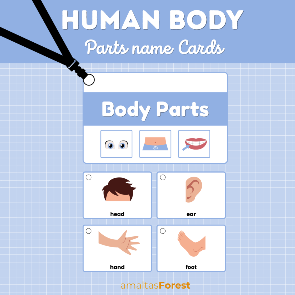 body parts pictures
