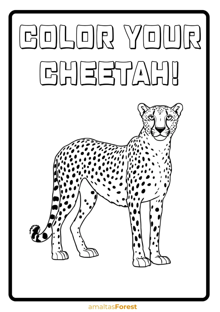carnivore animals cheetah colouring worksheet