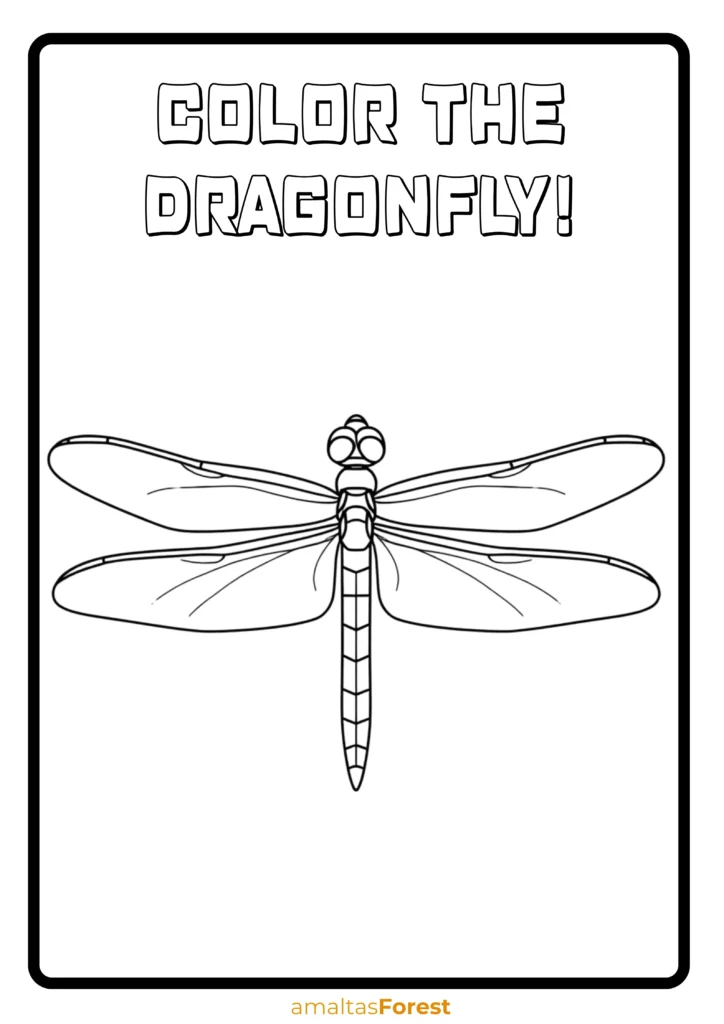 carnivorous insects animals dragonfly drawing