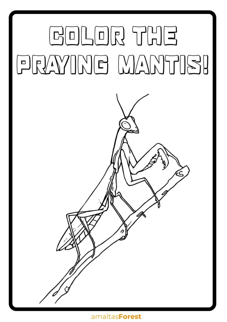 carnivorous insects animals praying mantis drawing