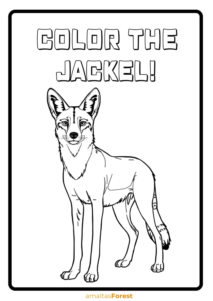 carnivorous animals jackel drawing