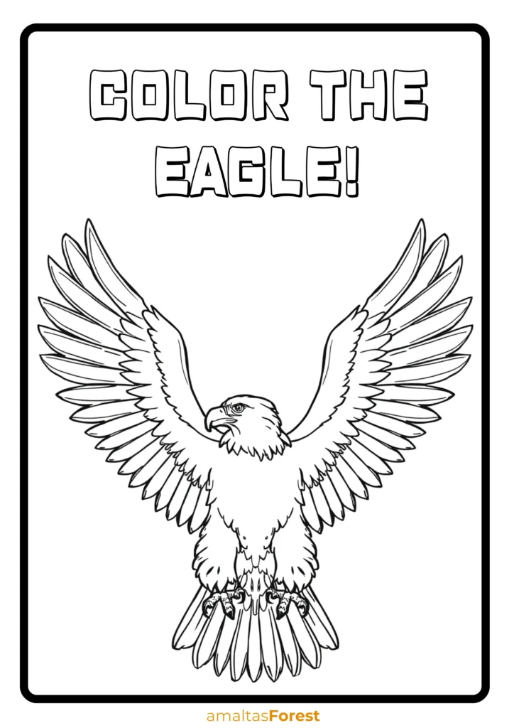 carnivorous birds eagle drawing