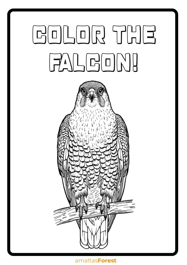 carnivorous birds falcon drawing