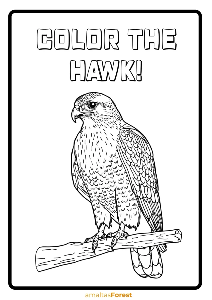 carnivorous birds hawk drawing