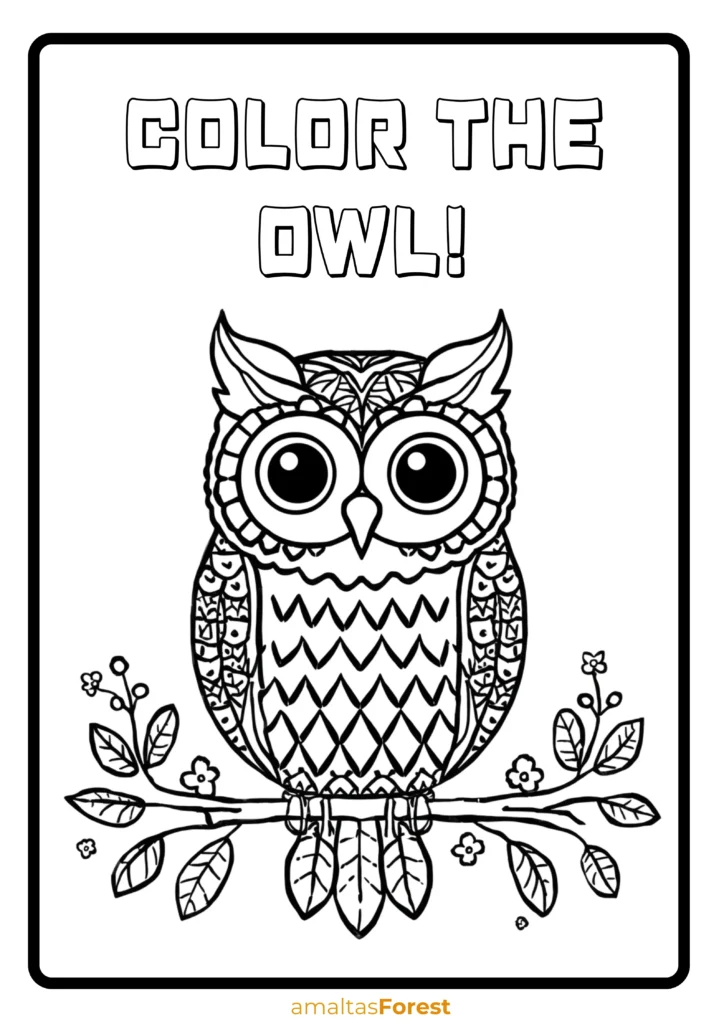 carnivorous birds owl drawing