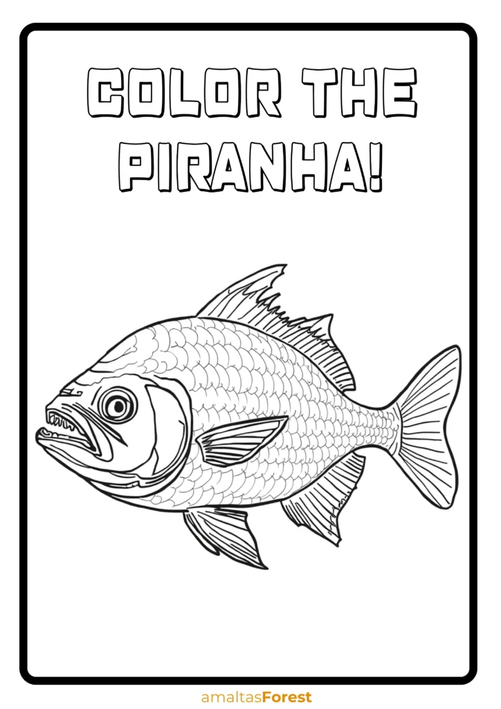 carnivorous fish and marine animals piranha drawing