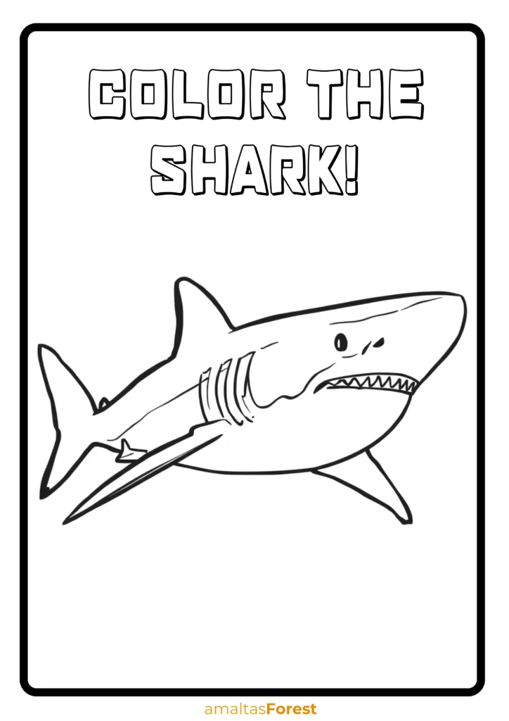 carnivorous fish and marine animals shark drawing