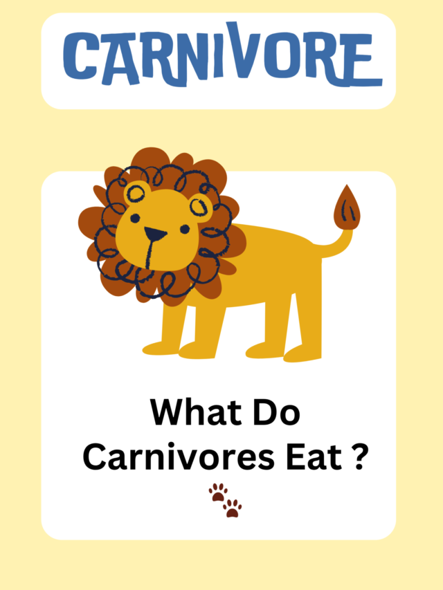 What do carnivores eat