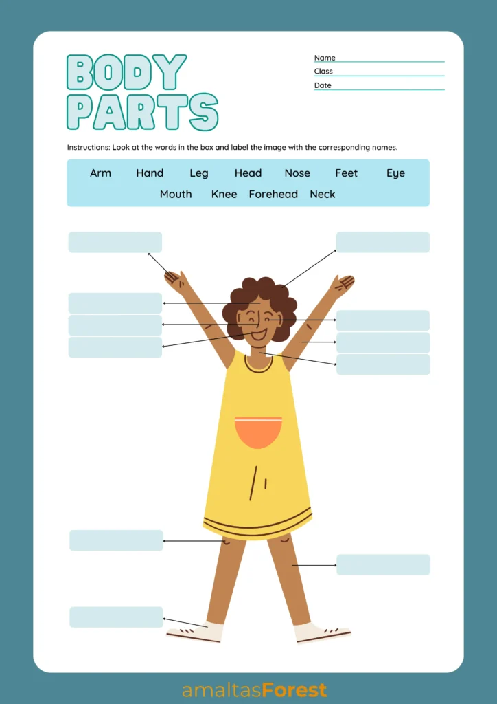 female body parts name with image