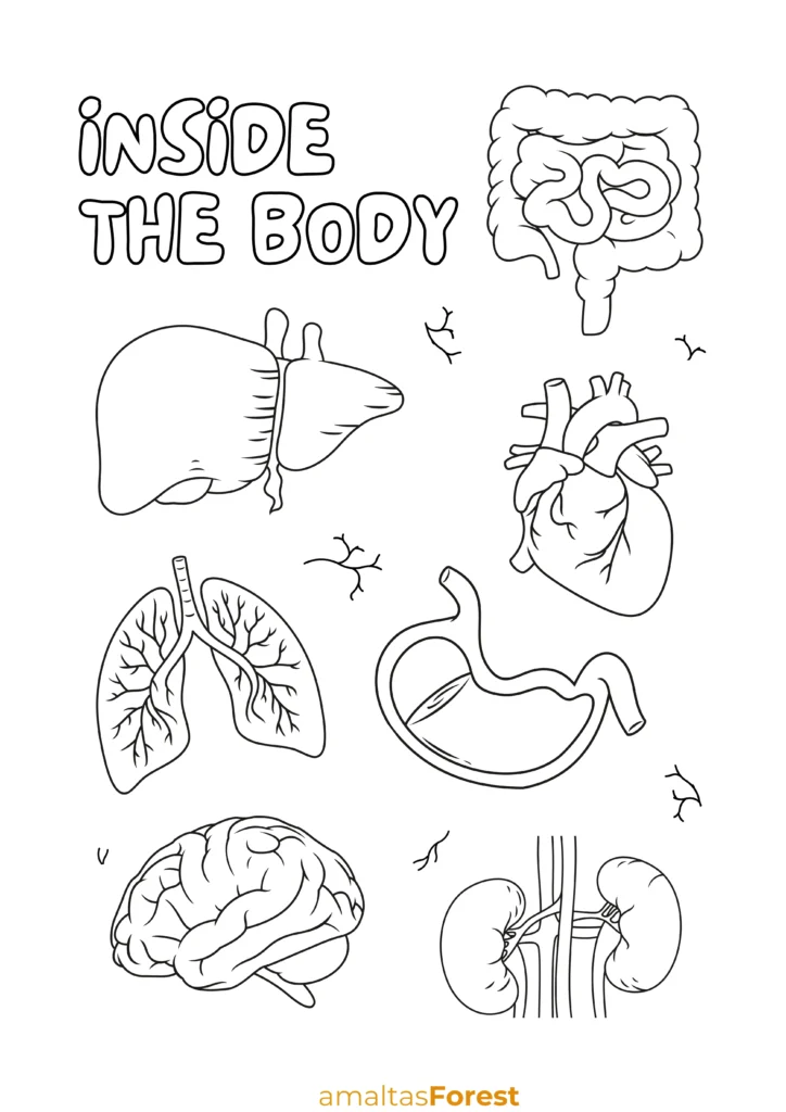 internal body parts chart coloring