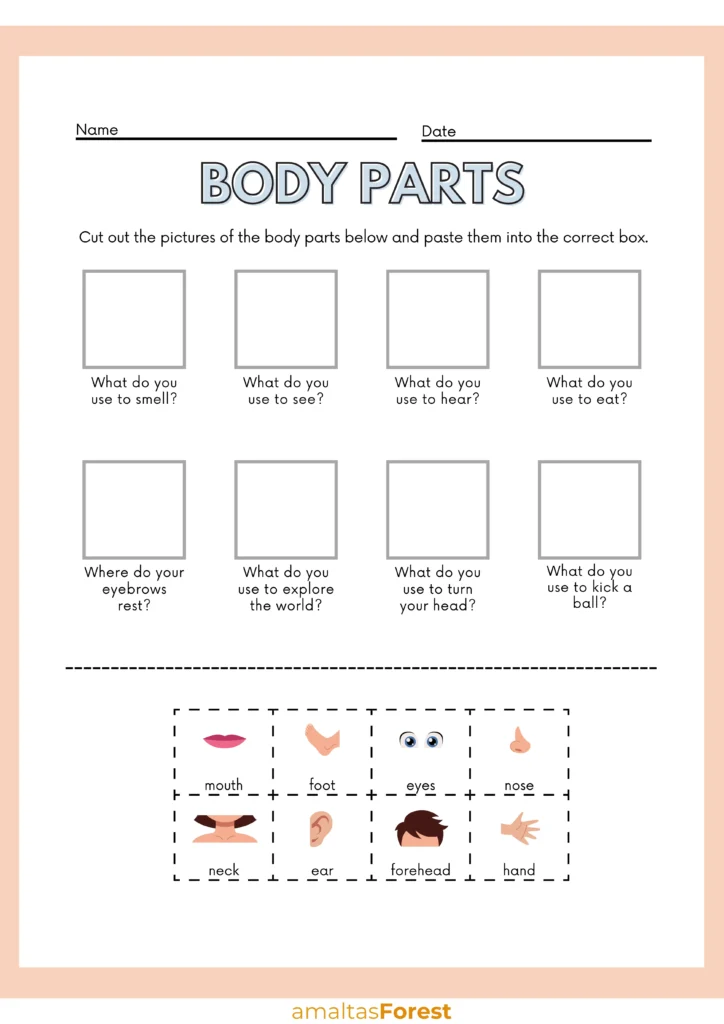 internal body parts pictures with name