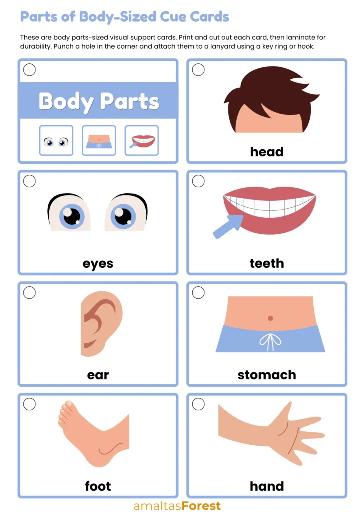 parts of body images for kids